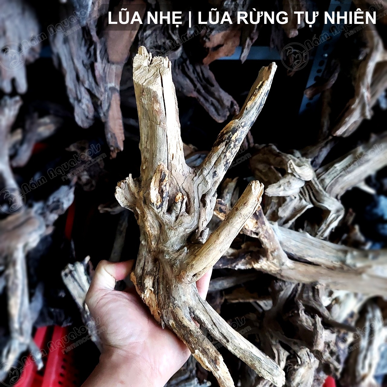 Lũa Nhẹ - Dòng Lũa Rừng Tự Nhiên | Lũa Chuyên Setup Bể Cá Thuỷ Sinh - Bán Cạn - Tiểu Cảnh - Tetrarium [1kg]