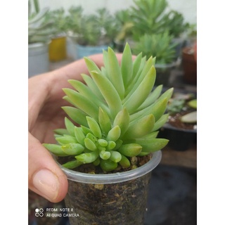 Sen đá chuỗi ngọc đứng . cây con