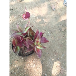 Cây giống cây thài lài tím 1 cây