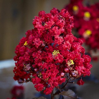 CHẬU CÂY HOA TƯỜNG VI HUYẾT LONG CAO 1m