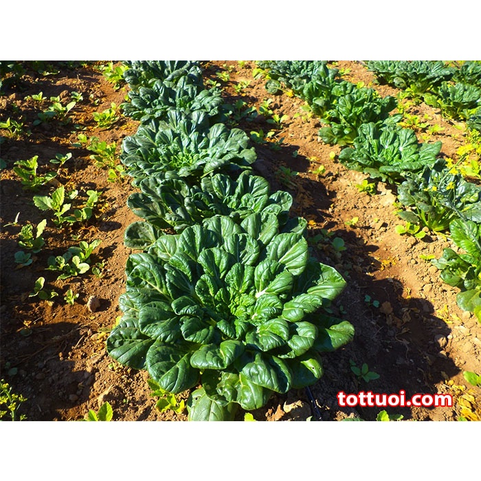 [Gói 100 hạt] Hạt Giống Cải Hoa Hồng F1-Dễ trồng-Hoa nở đẹp-Tặng Kèm Hướng Dẫn Trồng