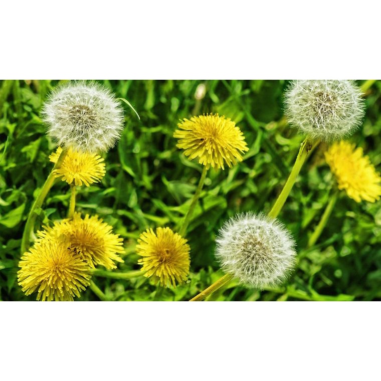 Hạt giống hoa bồ công anh đẹp chịu nhiệt trồng chậu, sân vườn ban công tỉ lệ nảy mầm cao 1g RADO 924