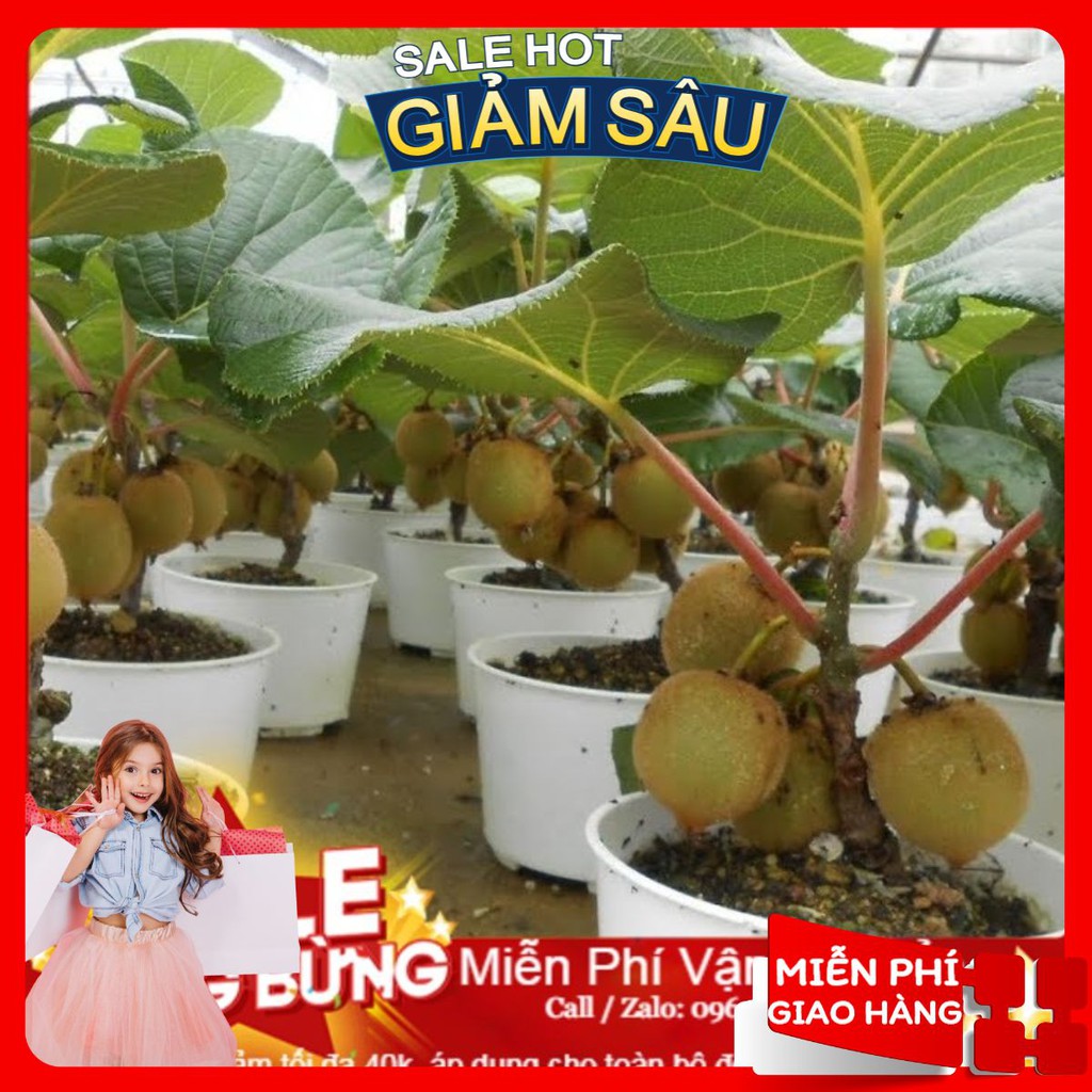 Hạt Giống Cây Kiwi - 30 Hạt / Gói