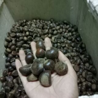 Hạt dẻ rừng