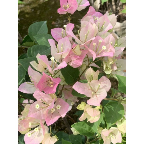 Giấy phớt hồng...thái siêu hoa