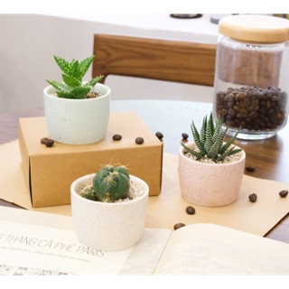 Chậu men trứng cút trồng sen đá xương rồng( Hiện shop còn chậu màu xanh, cây tuỳ chọn)