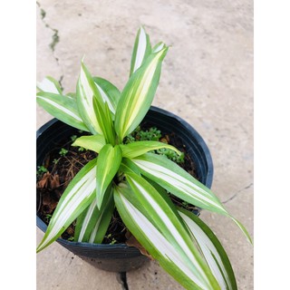 cây lan chi Giống mới