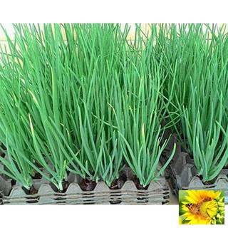 Hạt giống Hành lá 50 hạt