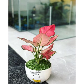 Cây vạn lộc - Thái