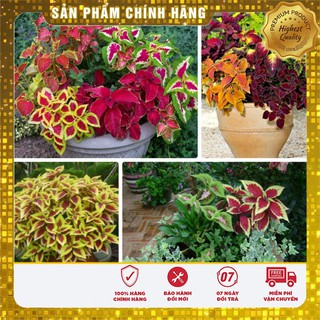 Bộ gói hạt giống Rau tía tô