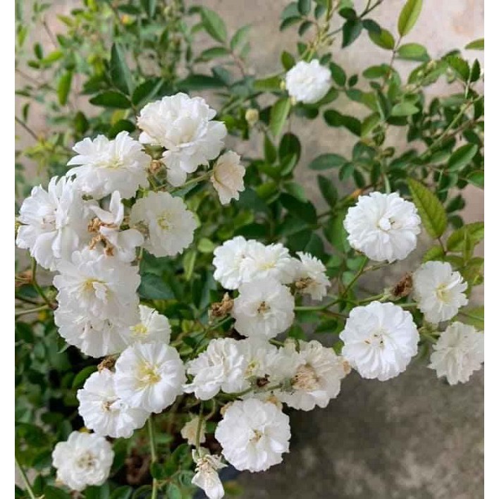 Chậu hoa hồng bạch trà - Cây trưởng thành siêu nụ sắp hoa - Trang Flower