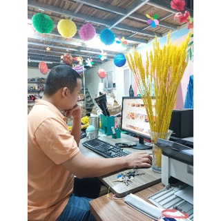 200 bông lúa mạch khô màu vàng sậm