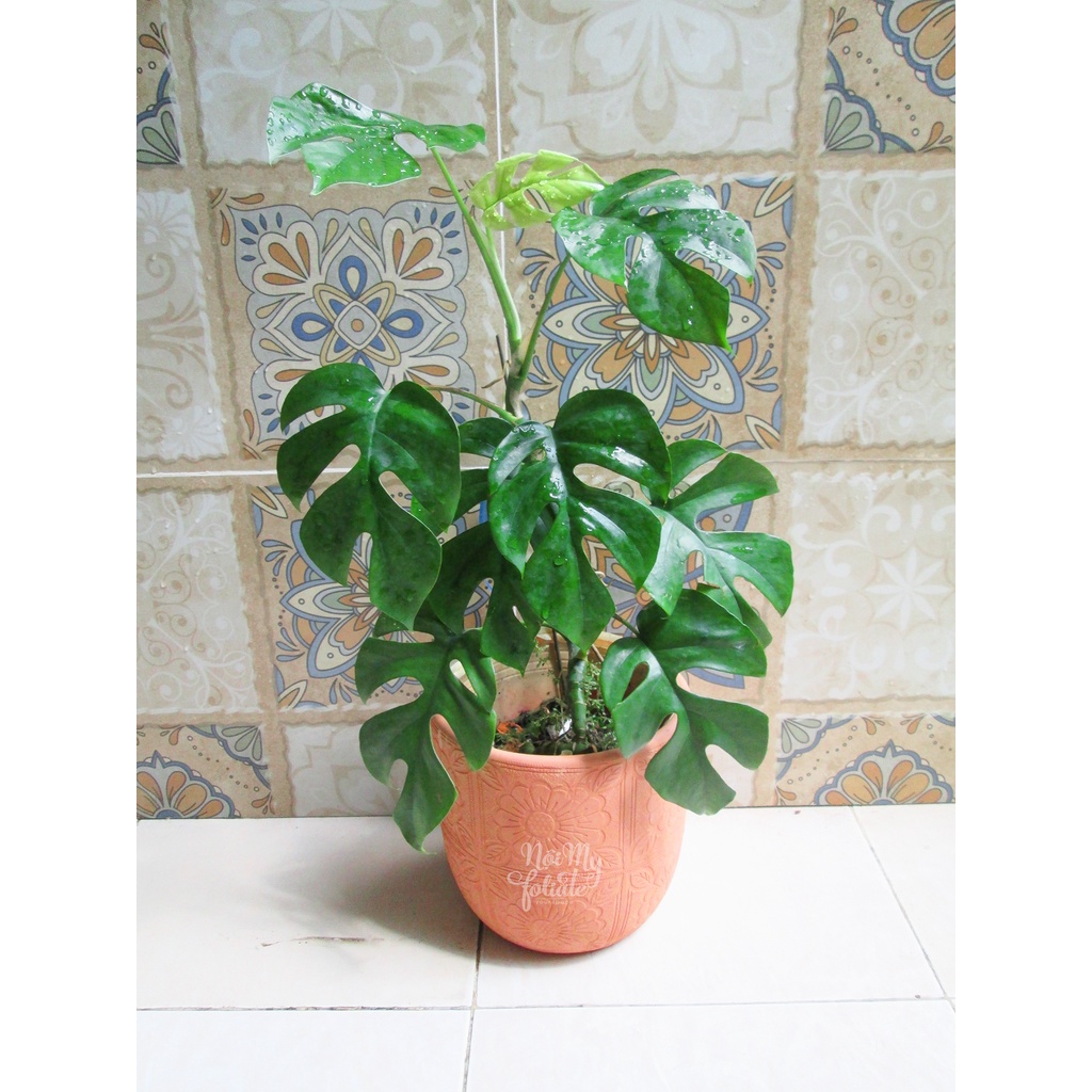 Monstera mini – Trầu bà lá xẻ leo Mini ( cao khoảng 30- 50 cm)