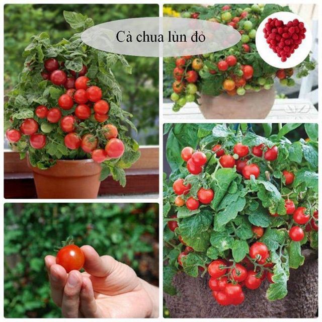 hạt giống cà chua bi lùn đỏ