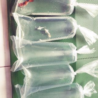 Bịch đóng cá betta va guppy . 25k 500g