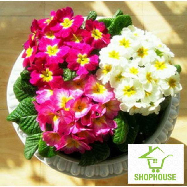 shophouse Gói 50 hạt giống hoa báo xuân mix màu  SHOP HOUSE  TẾT KHUYẾN MẠI