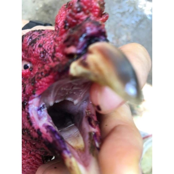 Kén mép VO giúp mép mau lành và không bị ké mép sau khi xoay xổ