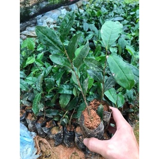 cây chè giống