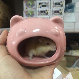 Nhà sứ ếch nhỏ vừa hamster đuôi mập