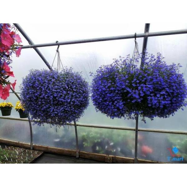 Hạt Giống Hoa Cúc Lobelia (200 Hạt) - [MUA 3 TẶNG 1 CÙNG LOẠI]