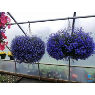 200H - HẠT GIỐNG HOA CÚC LOBELIA