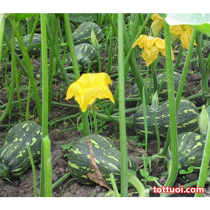 Hạt Giống Bí Đỏ Hạt Đậu (Hồ Lô) Rau Củ Qủa Trồng Sân Thượng Ngon Ngọt Gói 2G -Khu Vườn Ban Công