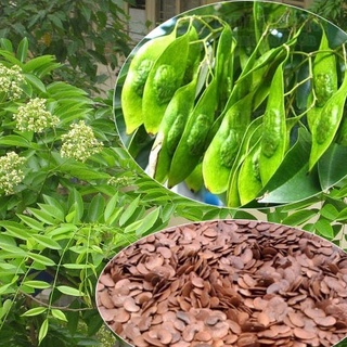 Hạt giống cây sưa đỏ kns - gói 20 hạt