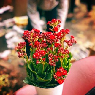 Cây hoa: hồng tenza, hoa bỏng, hoa mẫu đơn. Cây cảnh phù hợp cho mọi căn nhà