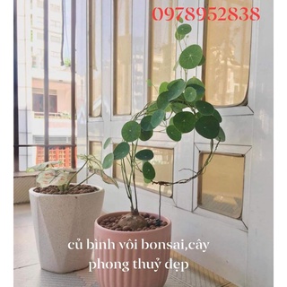 củ bình vôi💥💥 tài lộc may mắn🌺🌺🌺