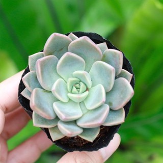 Sen đá hồng dâu 5-7cm - Vườn sen đá