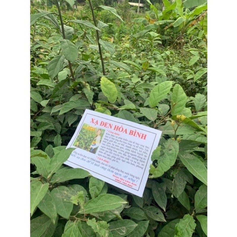 Trà XẠ ĐEN Hoà Bình tiêu u, bướu, mát gan thanh nhiệt