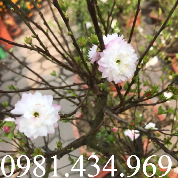 Hoa Chơi Tết - Nhất Chi Mai Đẹp Như Tuyết 60cm Loại 01