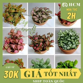 CHẬU NHỰA CÂY CẨM NHUNG FITTONIA, XR (cao 3cm), phong thuỷ để bàn mini, set tiểu cảnh RẺ, lọc không khí, Cây Tươi Nguyên