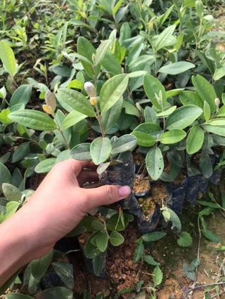 5 cây sim ăn quả