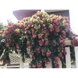 hoa leo sư quân tử hay gọi là hoa giun