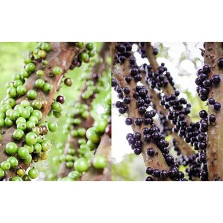 Hạt giống Nho thân gỗ