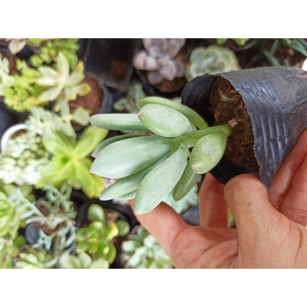 Sen đá sỏi  đốm, trắng và xanh ngọn hồng (Đọc mô tả) Pachyphytum oviferum