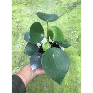 Cây cỏ gương- đồng tiền