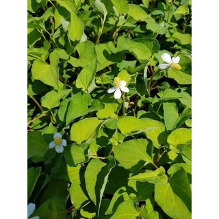 100gr Bột diếp cá sấy lạnh nguyên chất