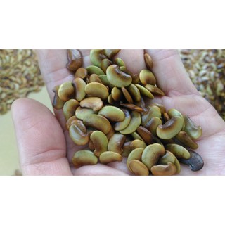 hạt giống Sưa Đỏ - hạt Sưa Đỏ - hạt cây Sưa - Trắc Thối - Huỳnh Đàn 100 hạt