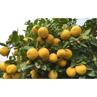 Cây chanh vàng mỹ eureka 39K
