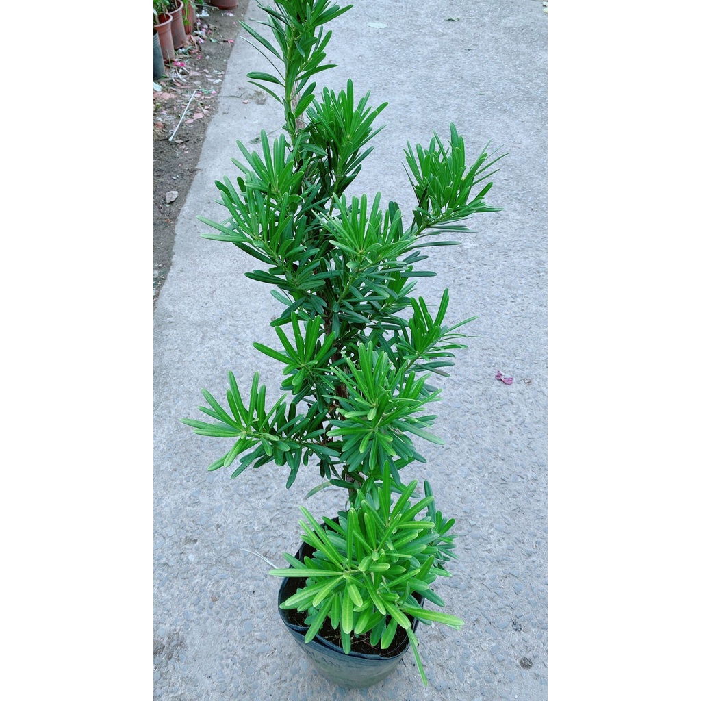 Cây Tùng La Hán 50cm