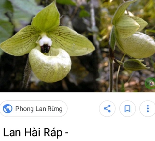 Các lan hài