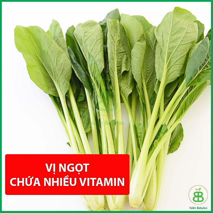 Hạt Giống Rau Cải Ngọt Giòn Ngọt, Năng Suất Cao 20gr