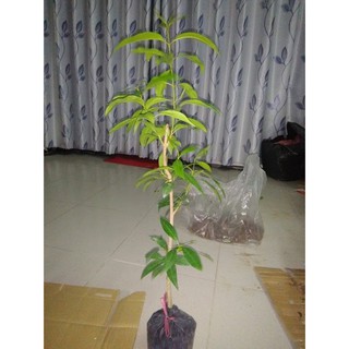 Cây vối, cao khoảng 60-80cm (freeship)