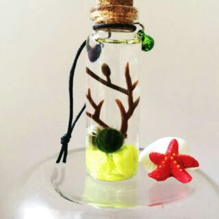 Marimo Tảo Cầu Nhật Bản