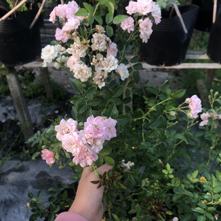 [Cây giống hoa] Hồng bụi Vineyard Song