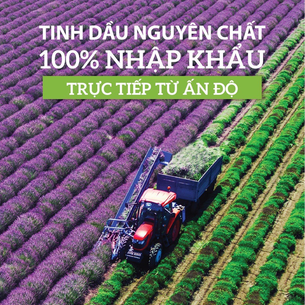 Tinh dầu Phong Lữ giúp tỉnh táo, tăng năng lượng loại 10ml Suziko