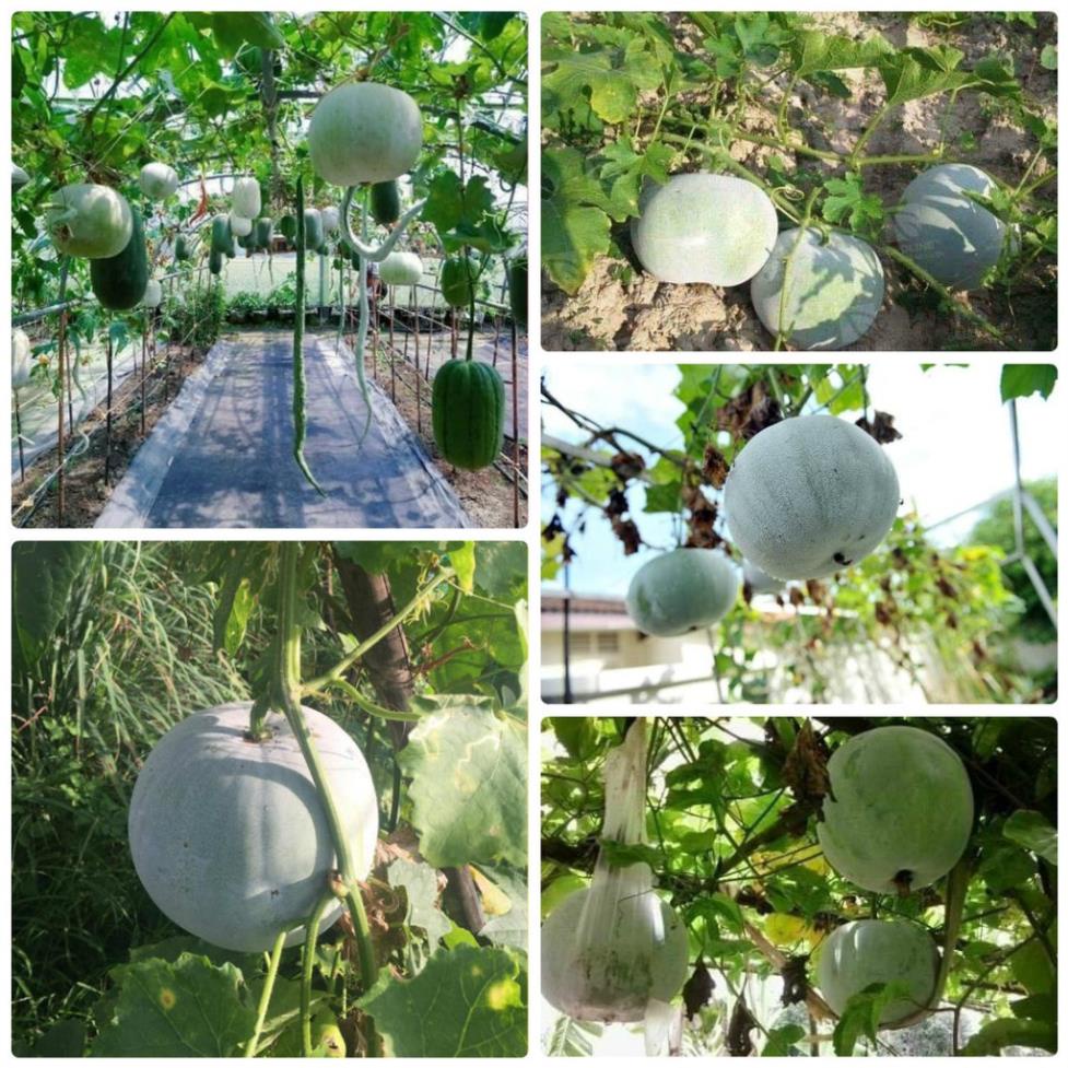 Hạt giống bí đao trái tròn