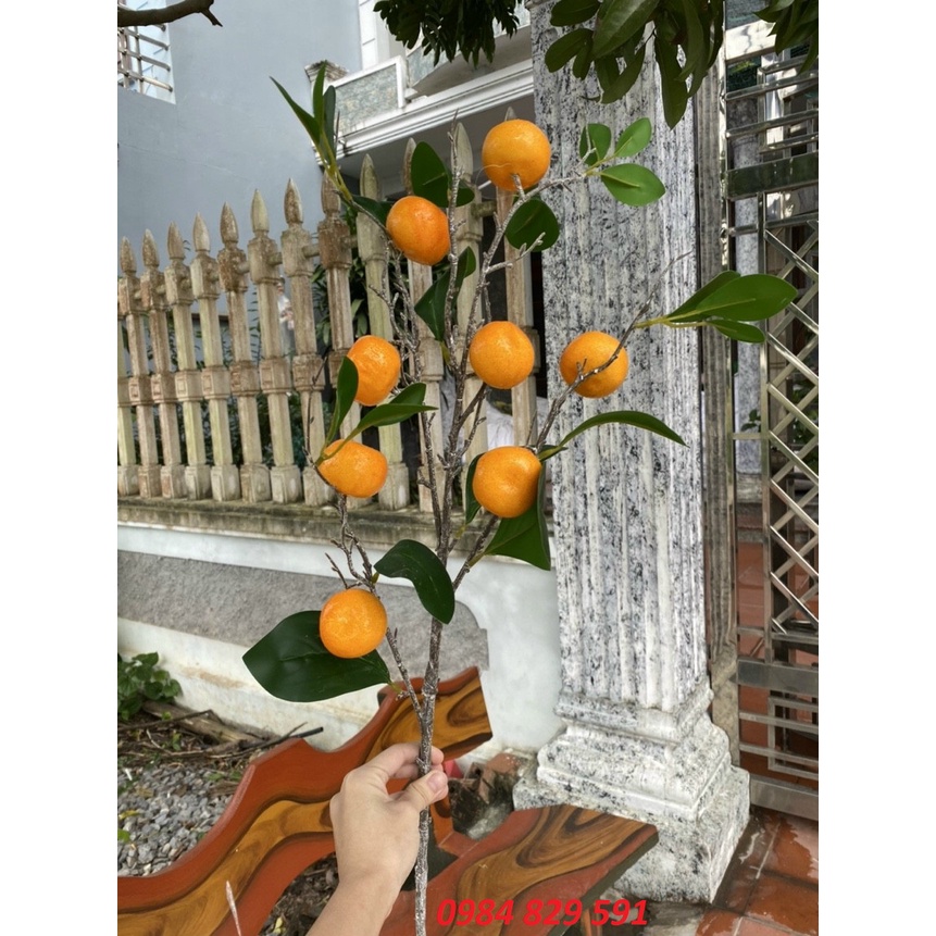 Cành Quýt vàng trĩu quả cao cấp